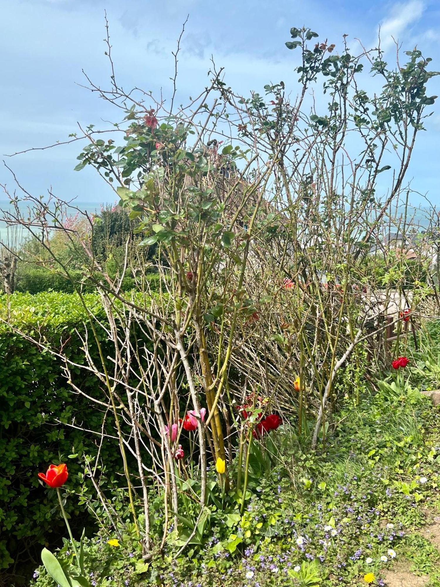 Grand Rez De Jardin-Terrasse Avec Vue Sur La Mer - 2 Chambres 布伦维尔索梅 外观 照片